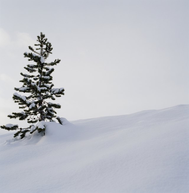 Does Cutting the Top off a Pine Tree Kill It? | Hunker