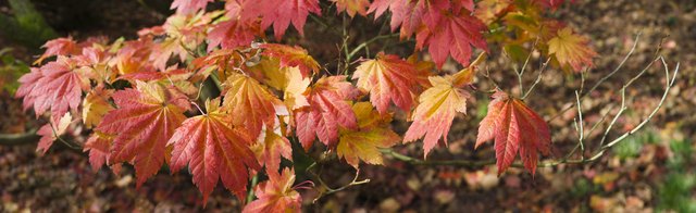 Autumn details