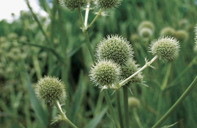 Gallardia seed pods