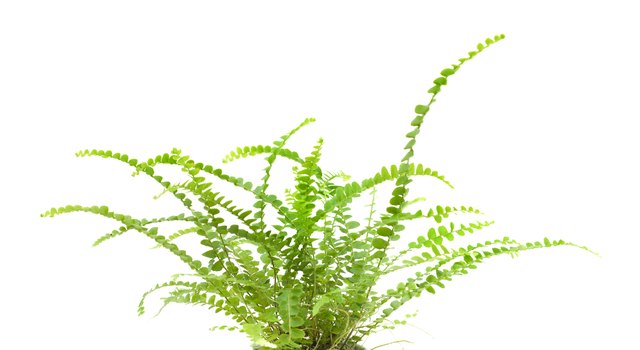 small maidenhair fern isolated