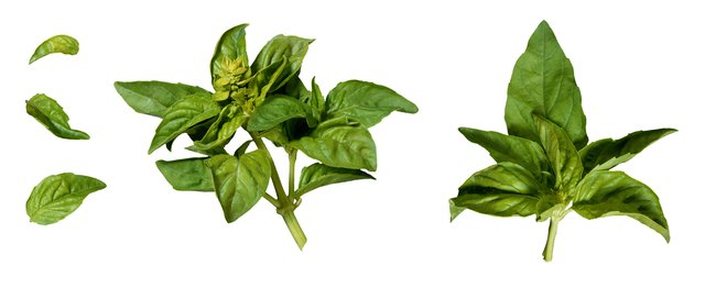 Fresh basil
