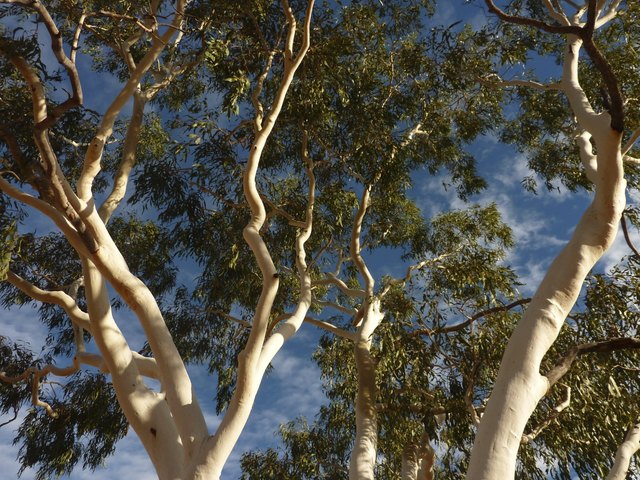 Ghost Gum tree in the Northern Territory central Australia