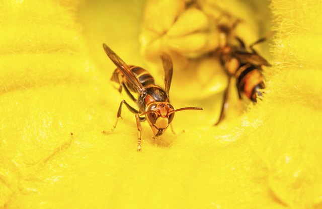 ground nest rid wasps bee bees yellowjacket getty istock wasp credit