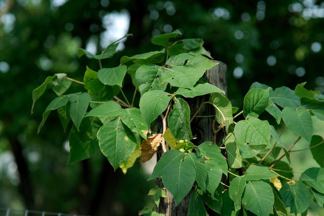 How To Permanently Kill English Ivy