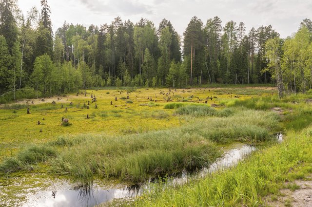 Bog landscape with open water plot against forest background.