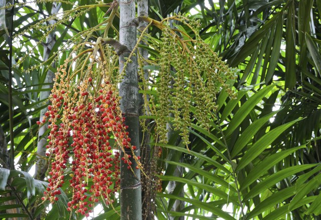 Areca nut of tropical palm tree