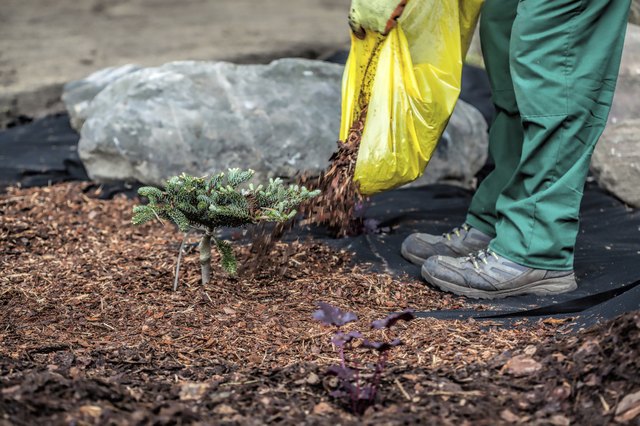 Gardener spills mulch under bush