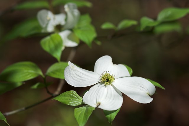 Dogwood Tree Leaf Identification | Hunker