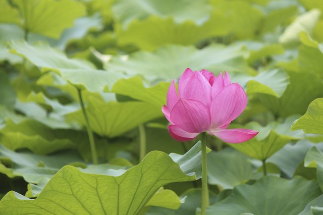 Pink lotus