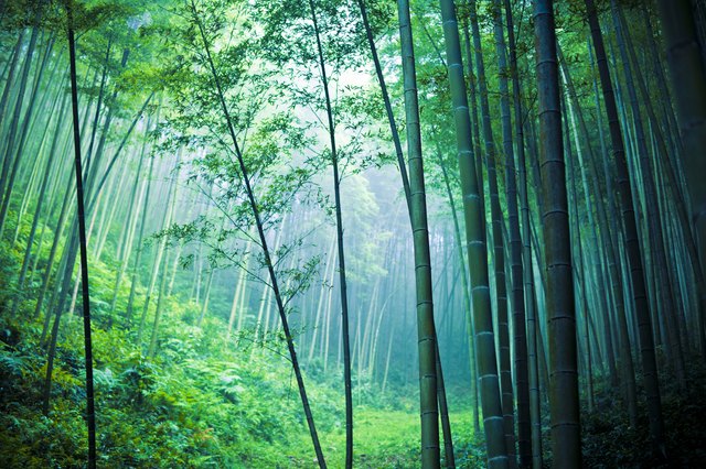 Bamboo forest