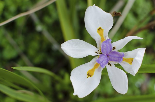 Dietes Grandiflora (Wild Iris)