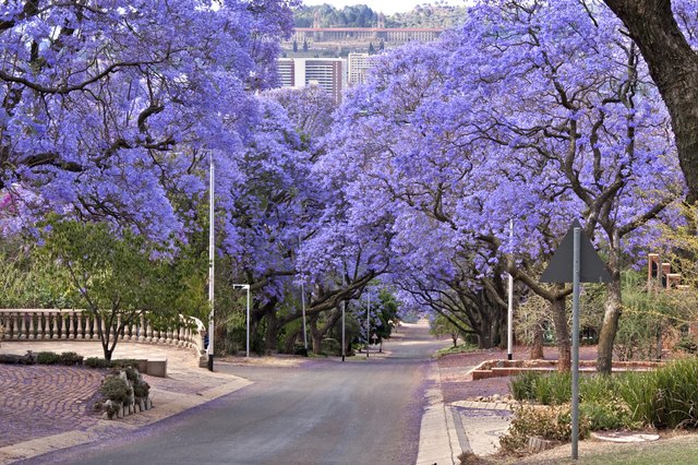 jacaranda trees