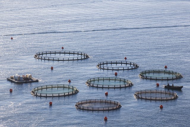 Aquaculture
