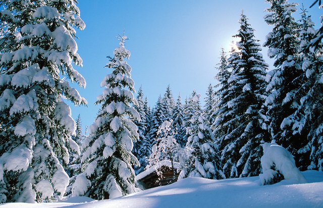 Isolated cabin in snow covered forest