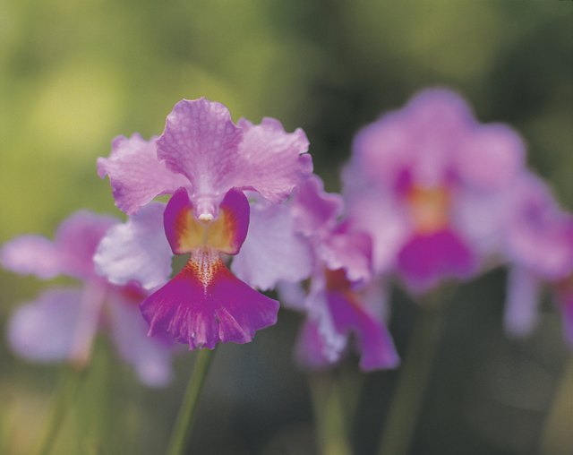 Are Orchids Poisonous to Dogs and Cats? Hunker