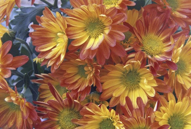Close-up of chrysanthemums