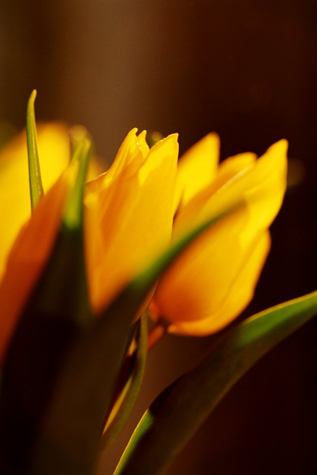 Tulips