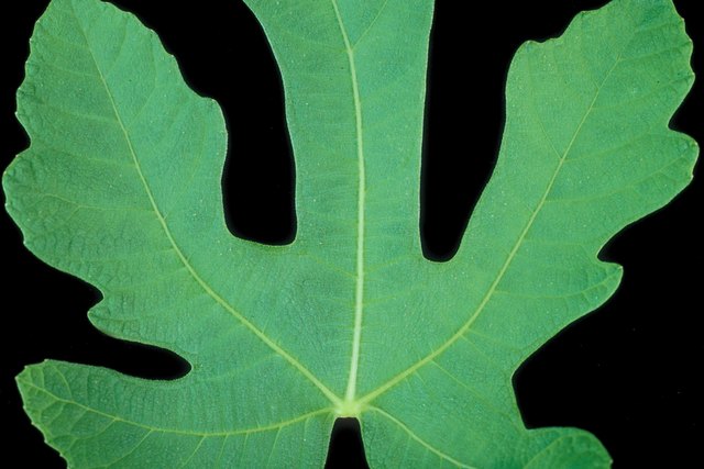 Fig leaf
