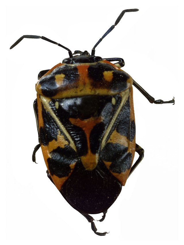 Harlequin cabbage bug