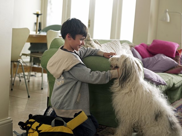 Boy stroking dog