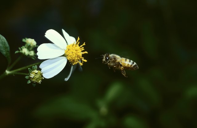 why-do-pollen-grains-have-spikes-hunker