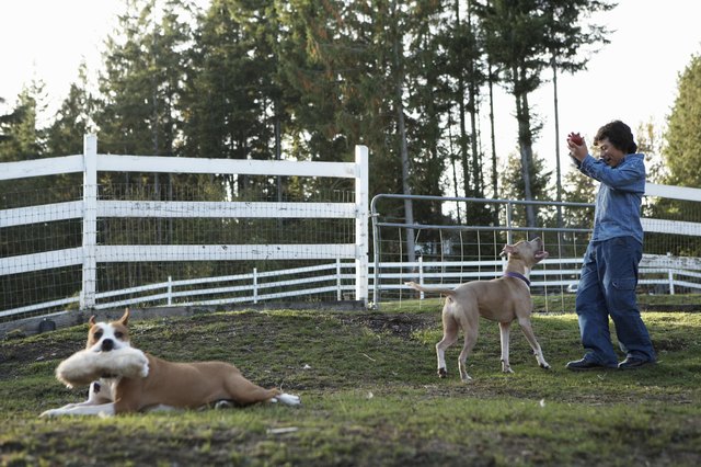 Boy (11-13) and two dogs playing in yard, boy holding ball, side view