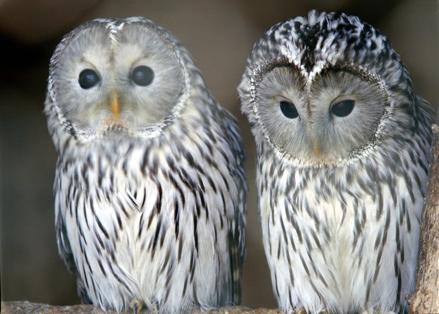 Portrait of owls