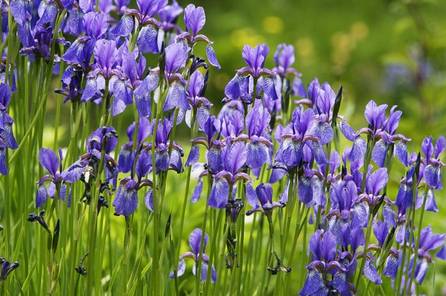 Iris flowers
