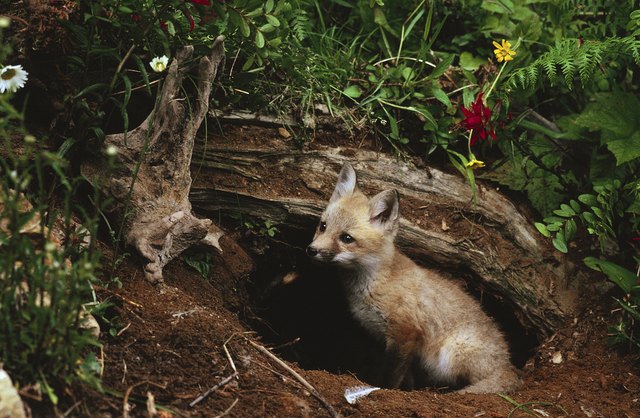 how to get rid of fox dens hunker