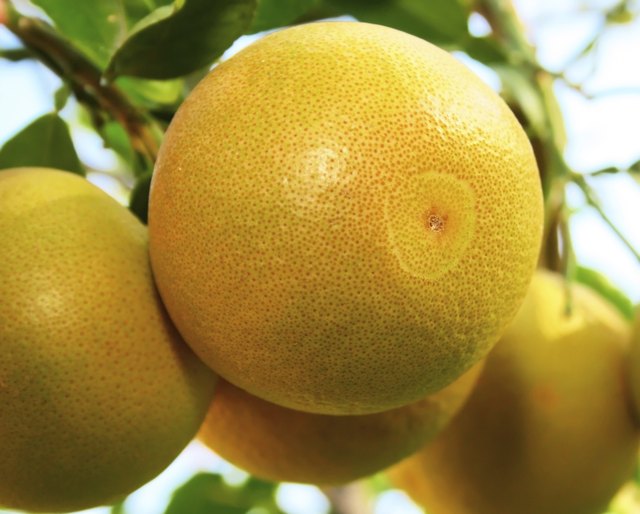 Grapefruits