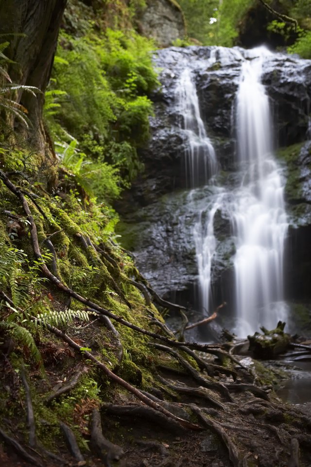 Waterfall in forest, tree roots in foreground