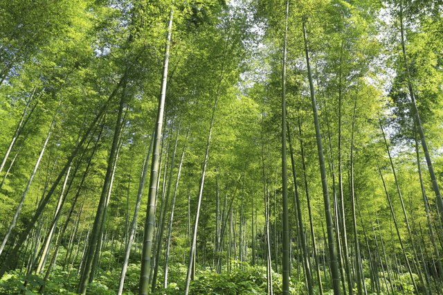 Bamboo