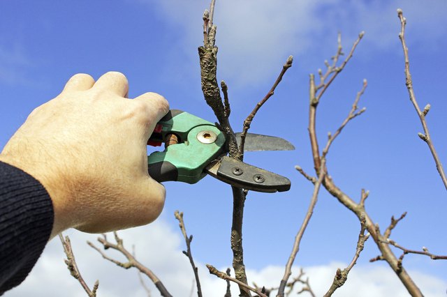 pruning apple tree in the early spring