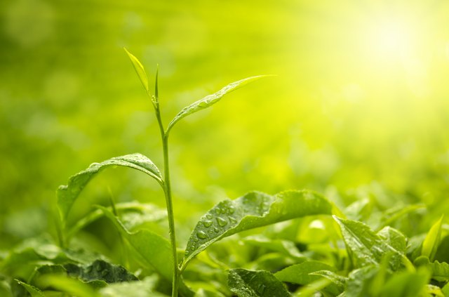 Tea Leaf