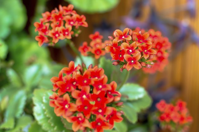 Is Kalanchoe Poisonous to Cats? Hunker