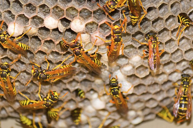Wasp Nest - Vespula Germanica