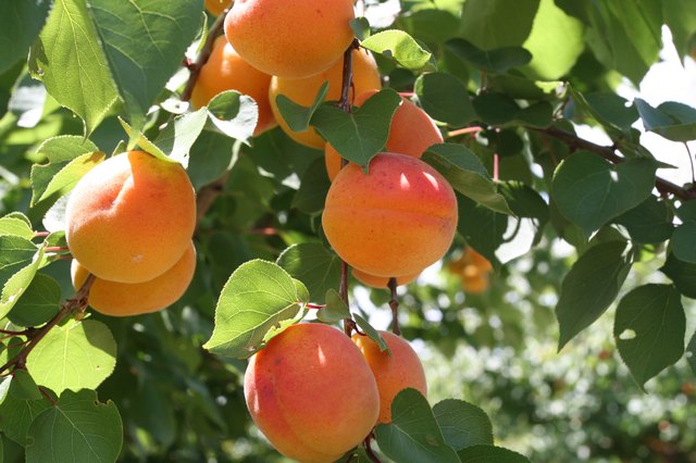 Peach