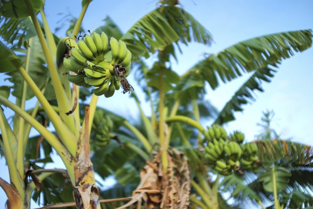Banana tree