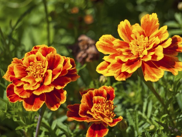 What Does Calendula Smell Like? | Hunker