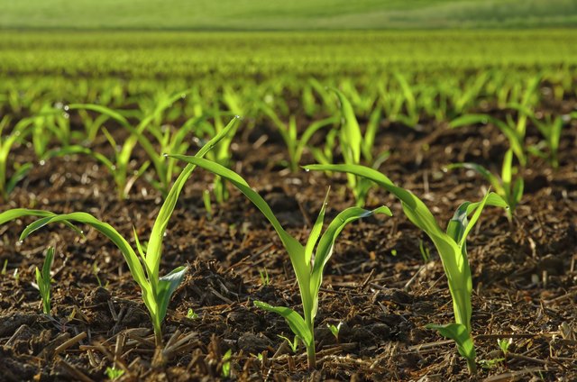 Sunlit young corn plants