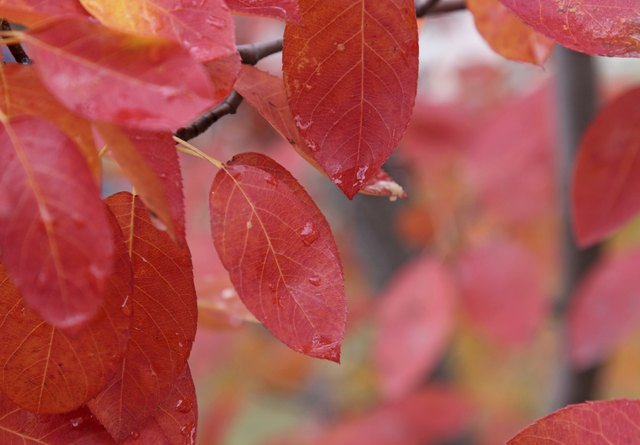 Crimson Serviceberry Leaves