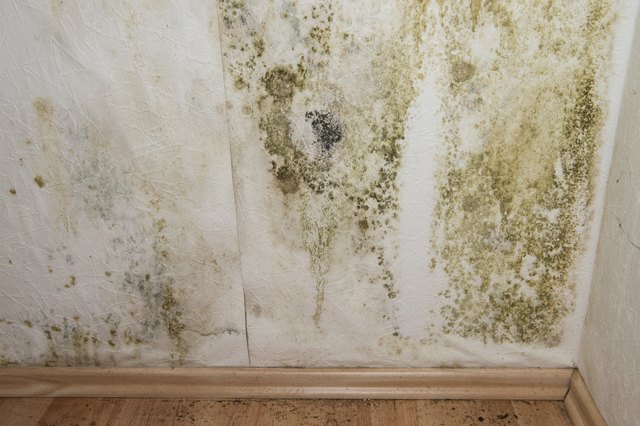 How to Kill Mold in Walls | Hunker