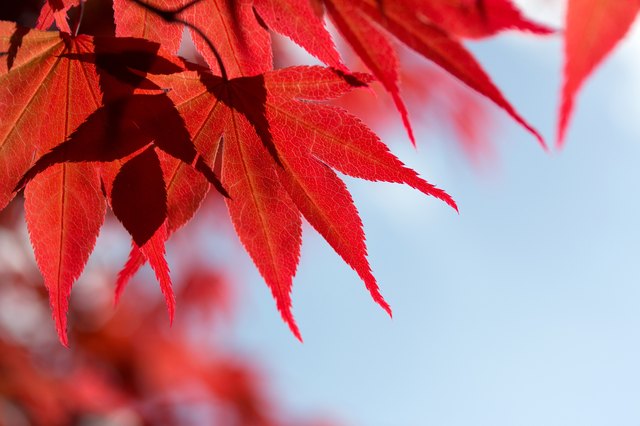 what-trees-have-red-leaves-hunker