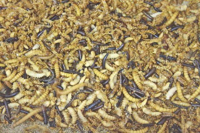 Worms