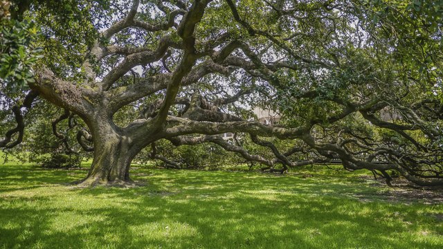 Oak Tree