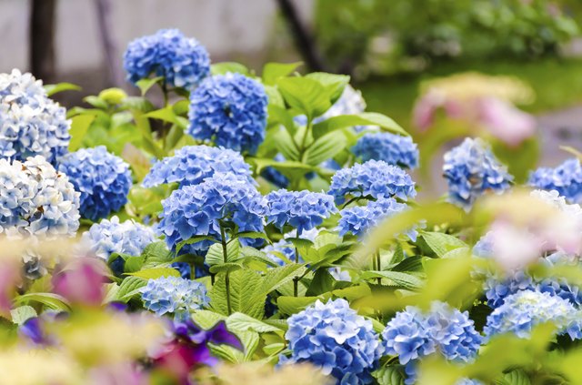 Blue hydrangea in the garden