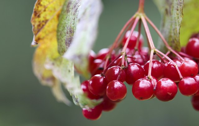 European Cranberrybush, Viburnum opulus