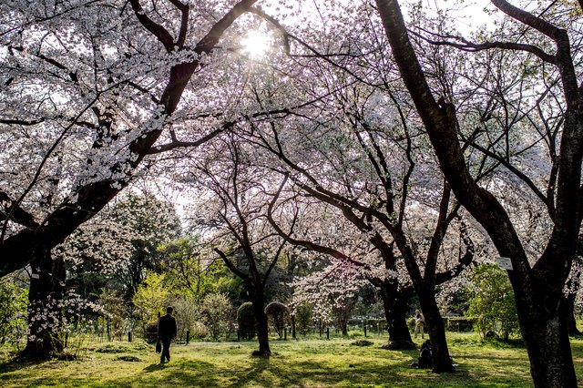 List of Japanese Trees | Hunker