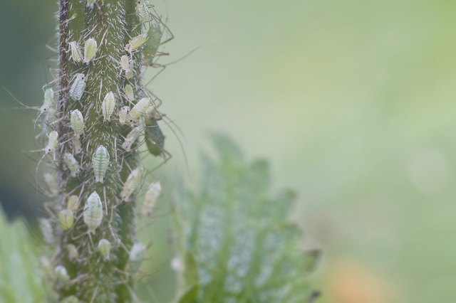aphids