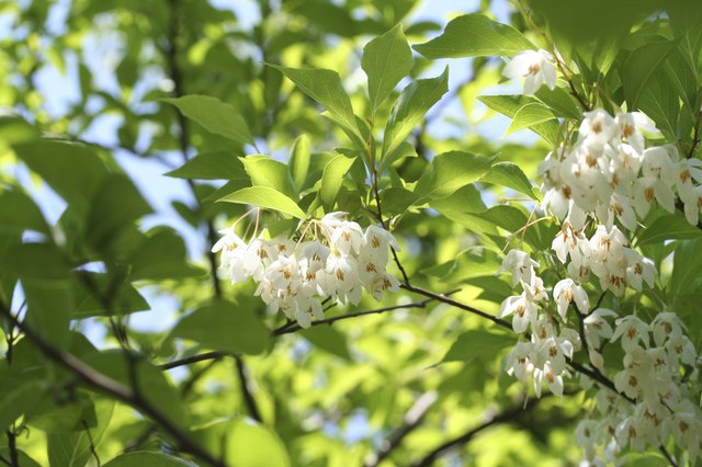 Japanese snowbell Styrax japonicus